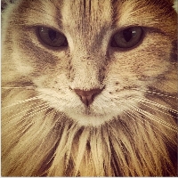 Mel_Gibson